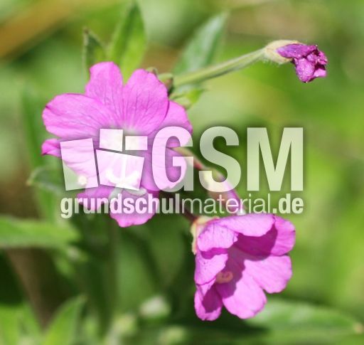 Rauhhaariges-Weidenröschen_2044.jpg